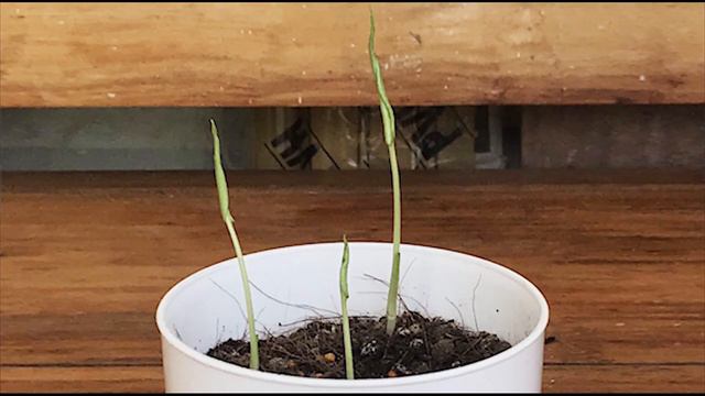 Planting Monstera Deliciosa from Seed and Where to Buy Them? смотреть онлайн