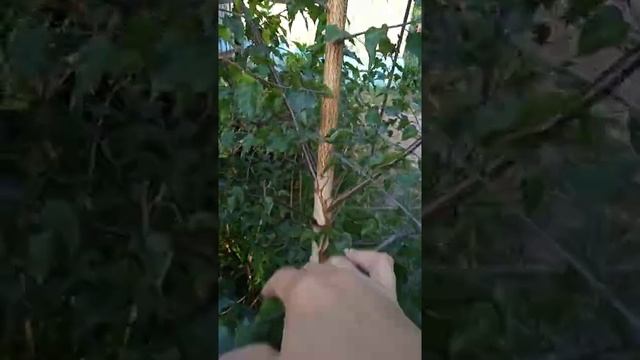 берёза краснолистная смотреть онлайн