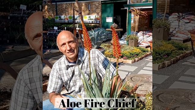 Plant of the Week for 4 June 2022 is the Aloe Fire Chief смотреть онлайн