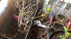 Фуксии после зимы, что важно сделать сразу. Мои советы по уходу