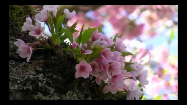 Сегодня Бог проснулся утром рано... Ирина Самарина смотреть онлайн