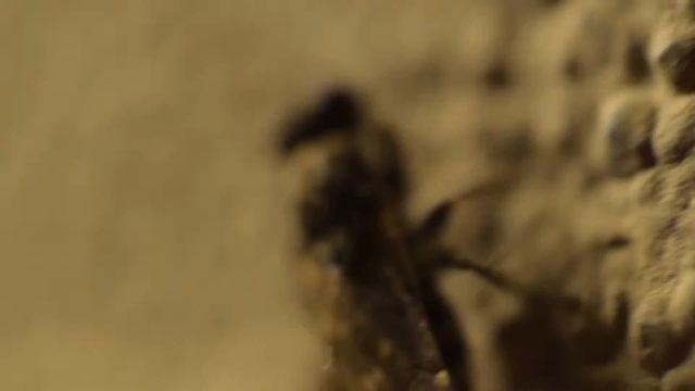 PROBANDO MACRO CON EL LENTE INVERTIDO NIKON D3300 KIT 18-55 DX VR смотреть онлайн