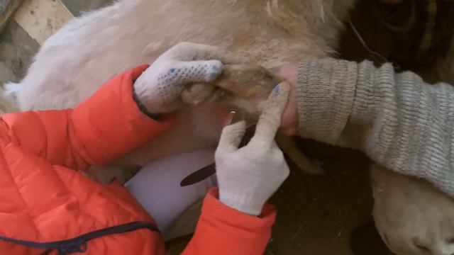 Уход за козой: витаминизируем, чешим шерсть и стрижем копыта смотреть онлайн