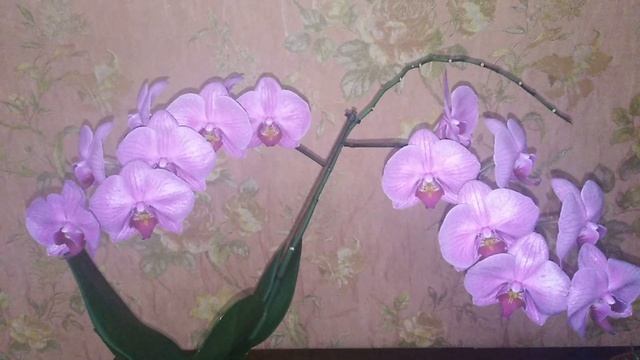 Орхидея цветёт как сумашедшая! смотреть онлайн