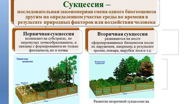 сукцессии 11 кл