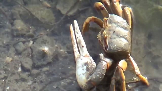 Крабы в воде