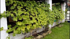 Виноград для новичков. Сорт Изабелла и Амурский.