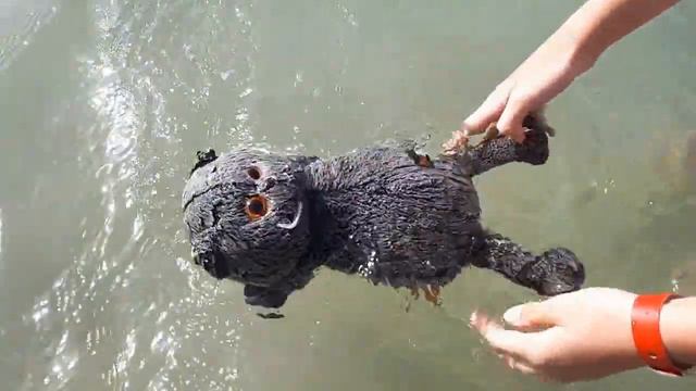 Купание Басика в море!!! смотреть онлайн