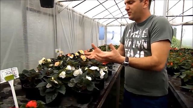Begonia x tuberhybrida ' White' - Fehér színű begónia смотреть онлайн