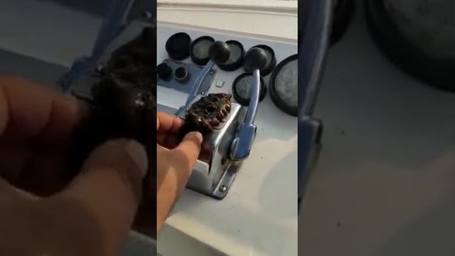 Семен, ручной трепанг.