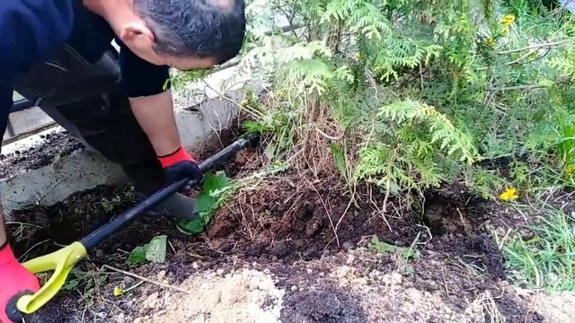 Пересадка взрослой туи с места на место смотреть онлайн