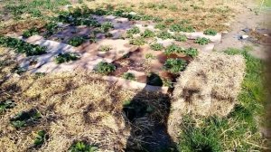 Мульча для клубники  (картонная бумага + солома)