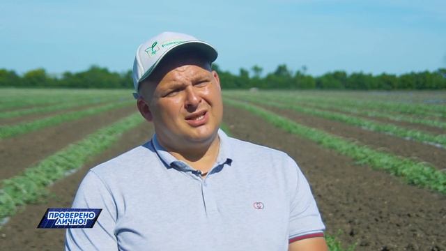 Можно ли в июне купить безопасный арбуз? Проверено лично! смотреть онлайн