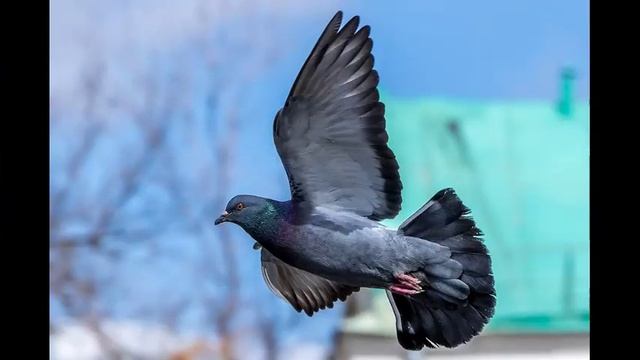 Христианские Стихи Устами Бабушки 3 смотреть онлайн