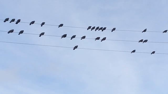 Голуби сидят на проводах смотреть онлайн