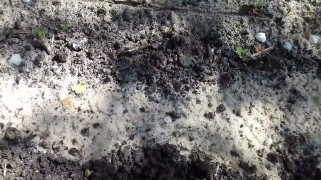 сажаем луковицы гладиолусов смотреть онлайн