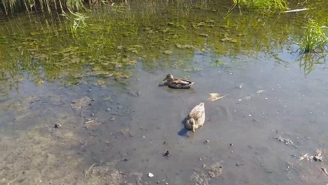 ВКО. Казахстан. Алтай-Зыряновск. Август 2019.Кормим диких уток.