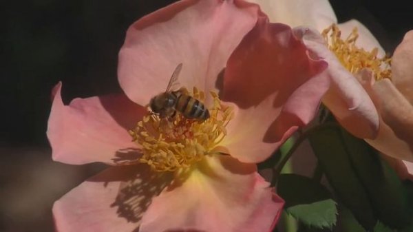 The Honeybee and Fighting Temeraire