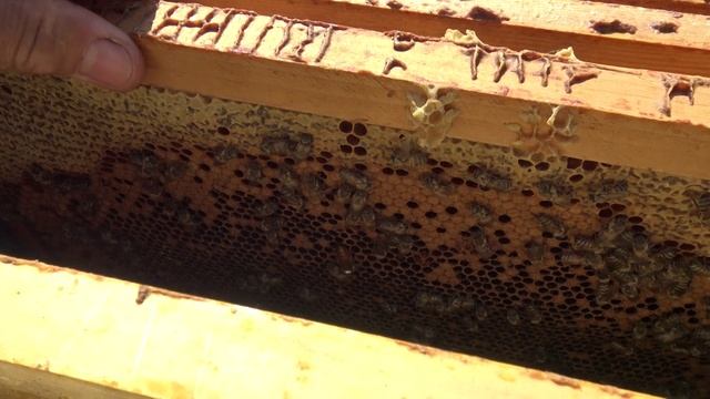 Отводок без пчел для подсадки маток смотреть онлайн