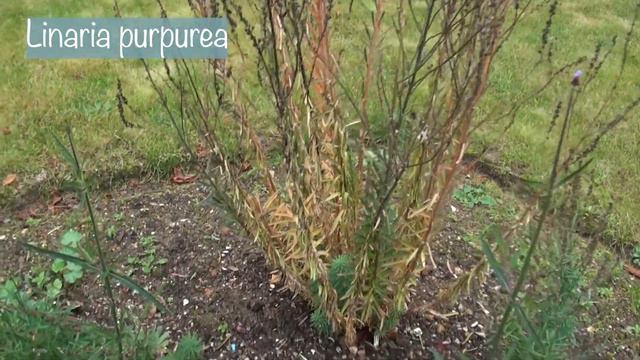 Winter Interest Garden Tour 2021 // Autumn Colour // Trees And Plants For Winter Structure 🌲🍁💚❄️