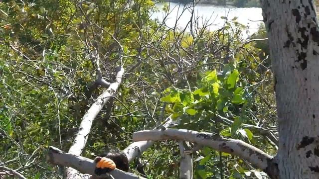 i Пилим дерево ножовкой ручной пилой INTERTOOL We saw the tree with a hand saw 20171016 смотреть онлайн