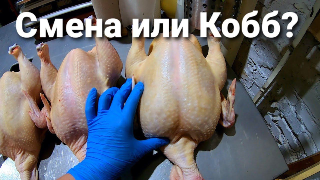 Российский бройлер СМЕНА 9 // ФИНАЛ // ИТОГИ // ВЫВОДЫ смотреть онлайн