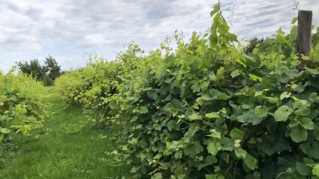 Ягода малина, нас к себе манила /сады в Бельгии ?? смотреть онлайн