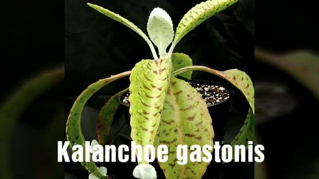 Kalanchoes (with names)Part 2 смотреть онлайн