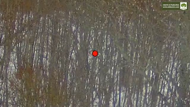 А вот и сам момент выстрела с охоты на косулю. смотреть онлайн