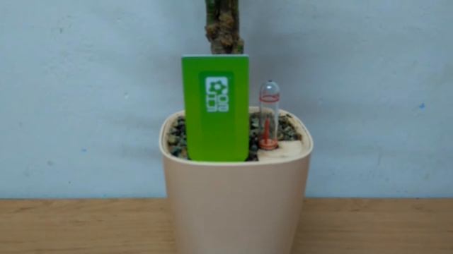 Dracaena bicolor colored in Lechuza planter смотреть онлайн