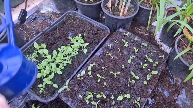 How to grow penstemons a complete guide смотреть онлайн