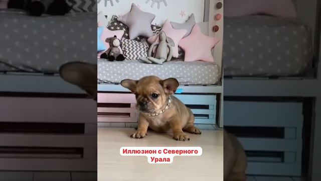 Французик 1,5 месяца, мальчик, палевый мерль 🌸🌸🌸 смотреть онлайн