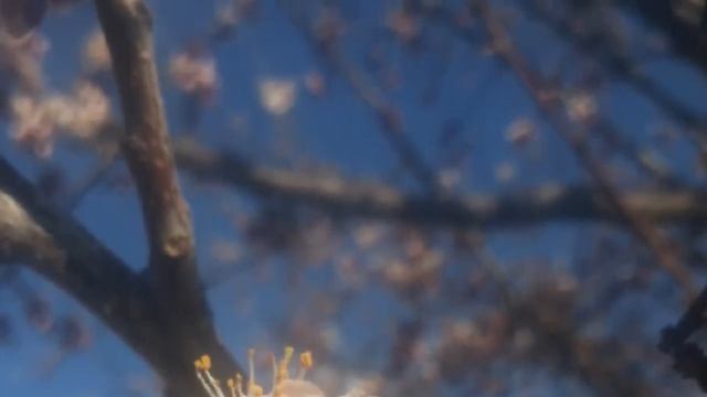 Вишня цветет!