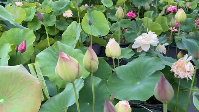 ‘Super’ Lotus at Ten Mile Creek Nursery смотреть онлайн