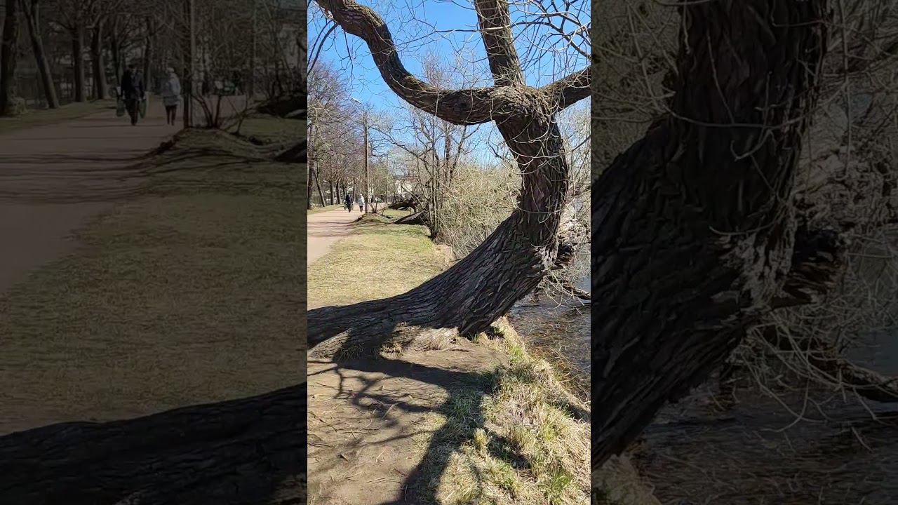 #shorts Пруд у Петропавловского собора смотреть онлайн