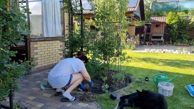 Древовидные гортензии. Оформляю клумбу, сажаю гортензии. Хроники 03.06.2022г. 100й день. смотреть онлайн