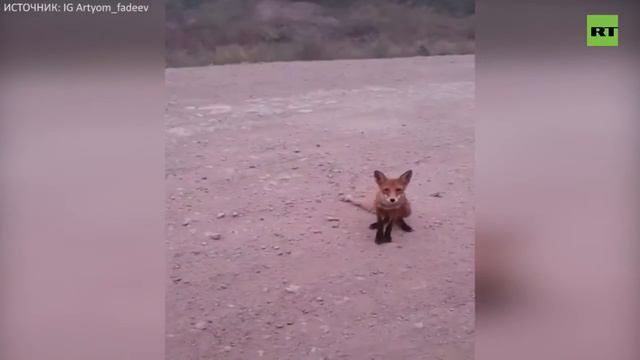 Животные бегут из горящего леса в Иркутской области смотреть онлайн
