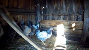 Деревенские куры