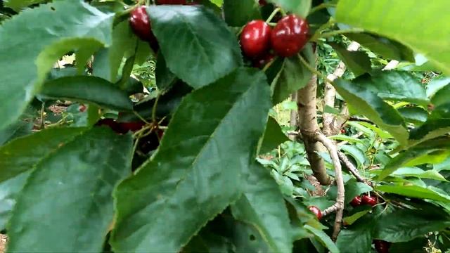 cherry picking AUSTRALIA DECEMBER2021 смотреть онлайн