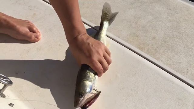 Троллинг судака на Волге. Нормальные пацаны ловят без подсака :) Поймал-отпусти смотреть онлайн