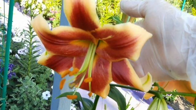 ЦВЕТОК ЛЮБВИ И ПРЕДАННОСТИ. ЭТОТ ЦВЕТОК ДОЛЖЕН БЫТЬ У КАЖДОГО. ГЕЛИОТРОП АРОМАТНЫЙ. ЛИЛИИ ЦВЕТУТ. смотреть онлайн