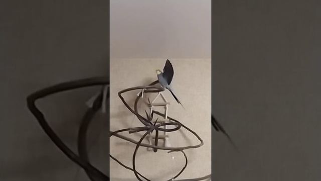 Корелла Гошка хвастается шикарными крыльями смотреть онлайн