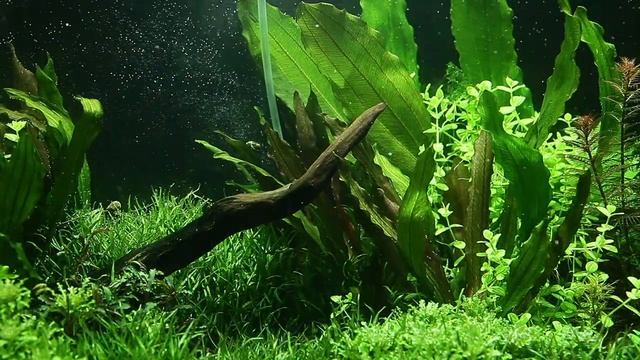 Echinodorus 'Red Diamond' смотреть онлайн