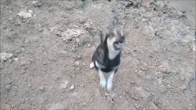 Барсик боится воды ! смотреть онлайн