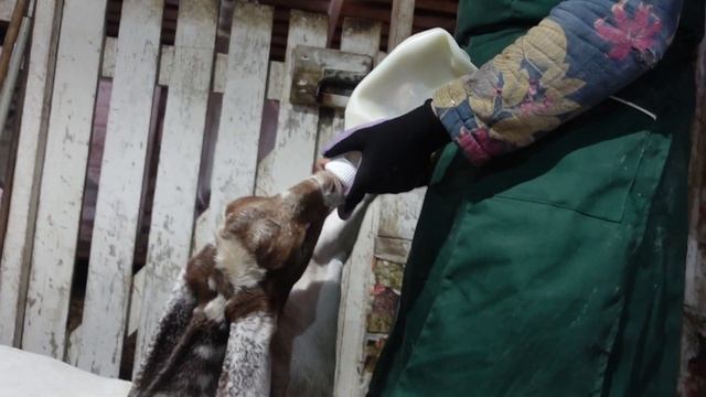 КОНТРОЛЬНАЯ ДОЙКА ДИЕТА ДЛЯ КОЗ смотреть онлайн