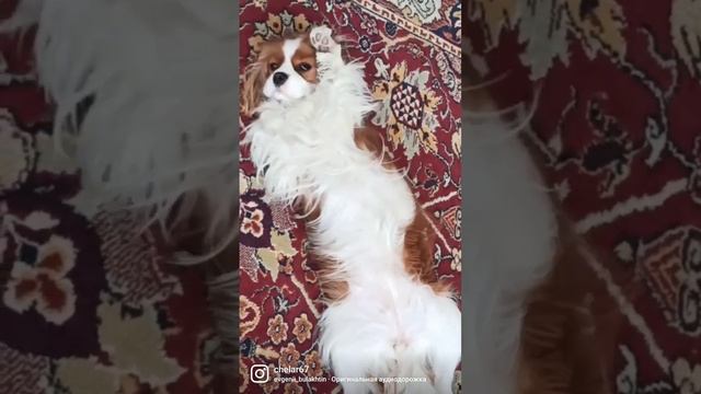 Кавалер Кинг Чарльз спаниель