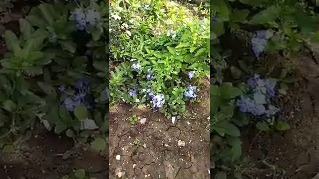 Моя #свинчатка(плюмбаго)) смотреть онлайн