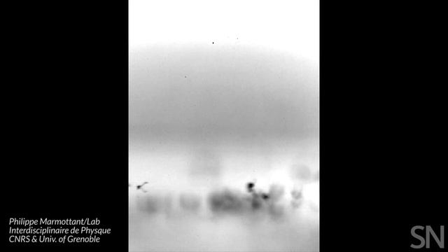 Watch horsetail plant spores in action | Science News смотреть онлайн