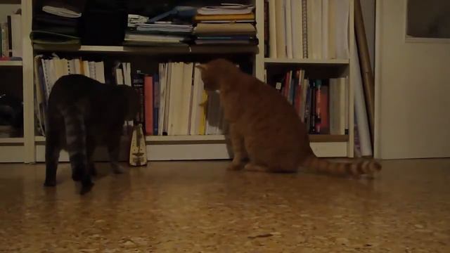 Pisica versus Mеtrоnоmе ( koshka vs metronome) смотреть онлайн