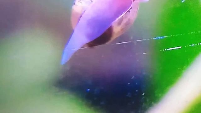 physa en un acuario de agua dulce ❤️❤️❤️ смотреть онлайн